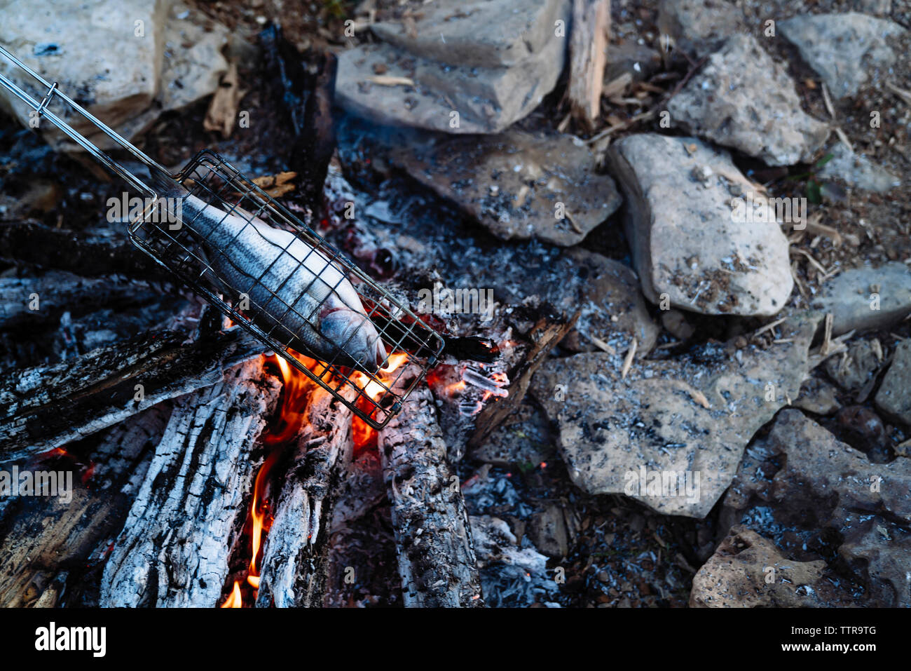 High angle view of fish grilling in campfire Stock Photo