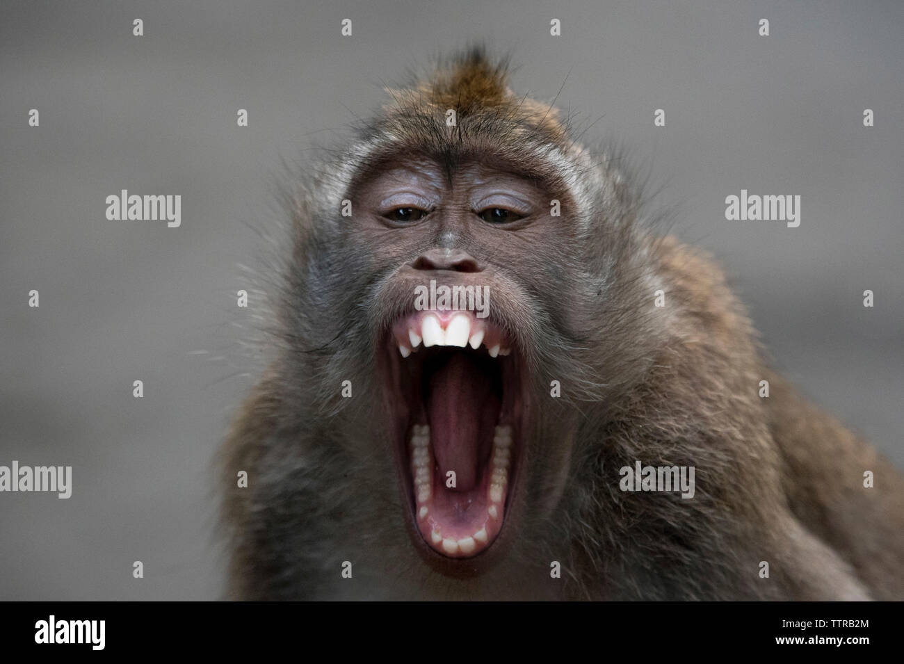 Closeup portrait of monkey with mouth open sitting outdoors Stock