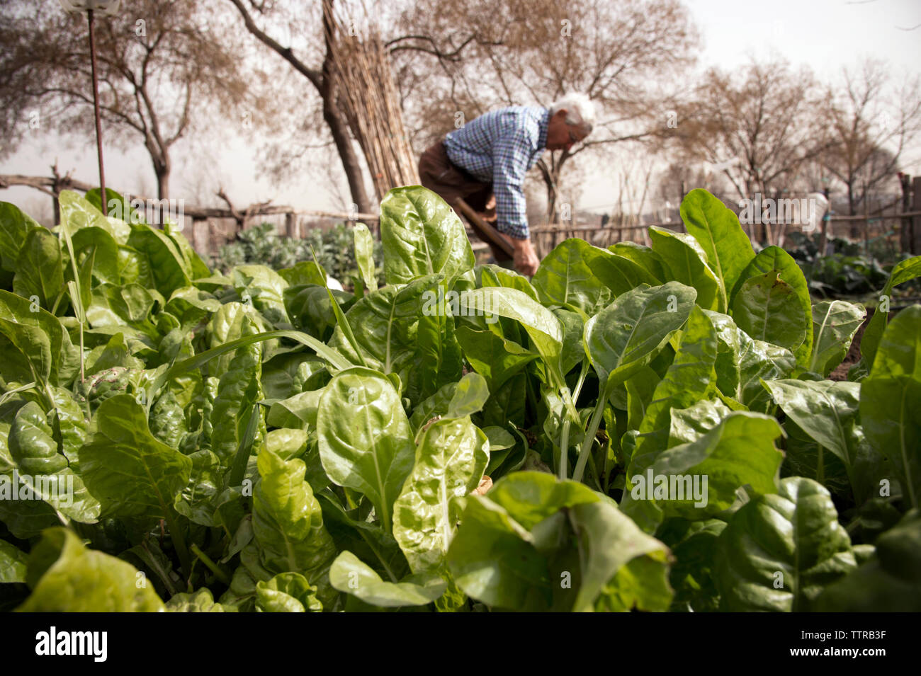 Senior farmer working at organic farm Stock Photo