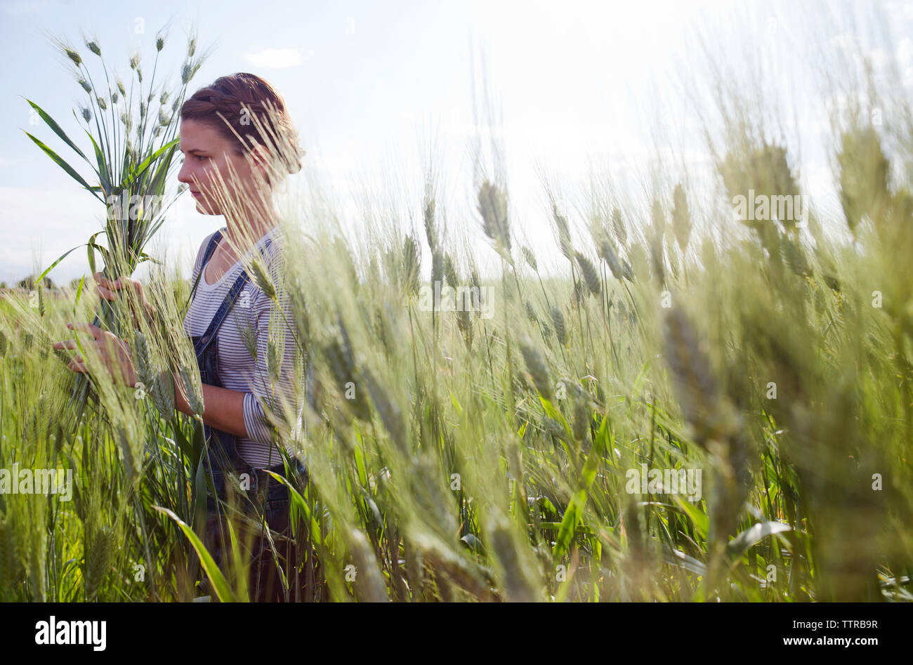 Farmer wheat harvesting hi-res stock photography and images - Alamy