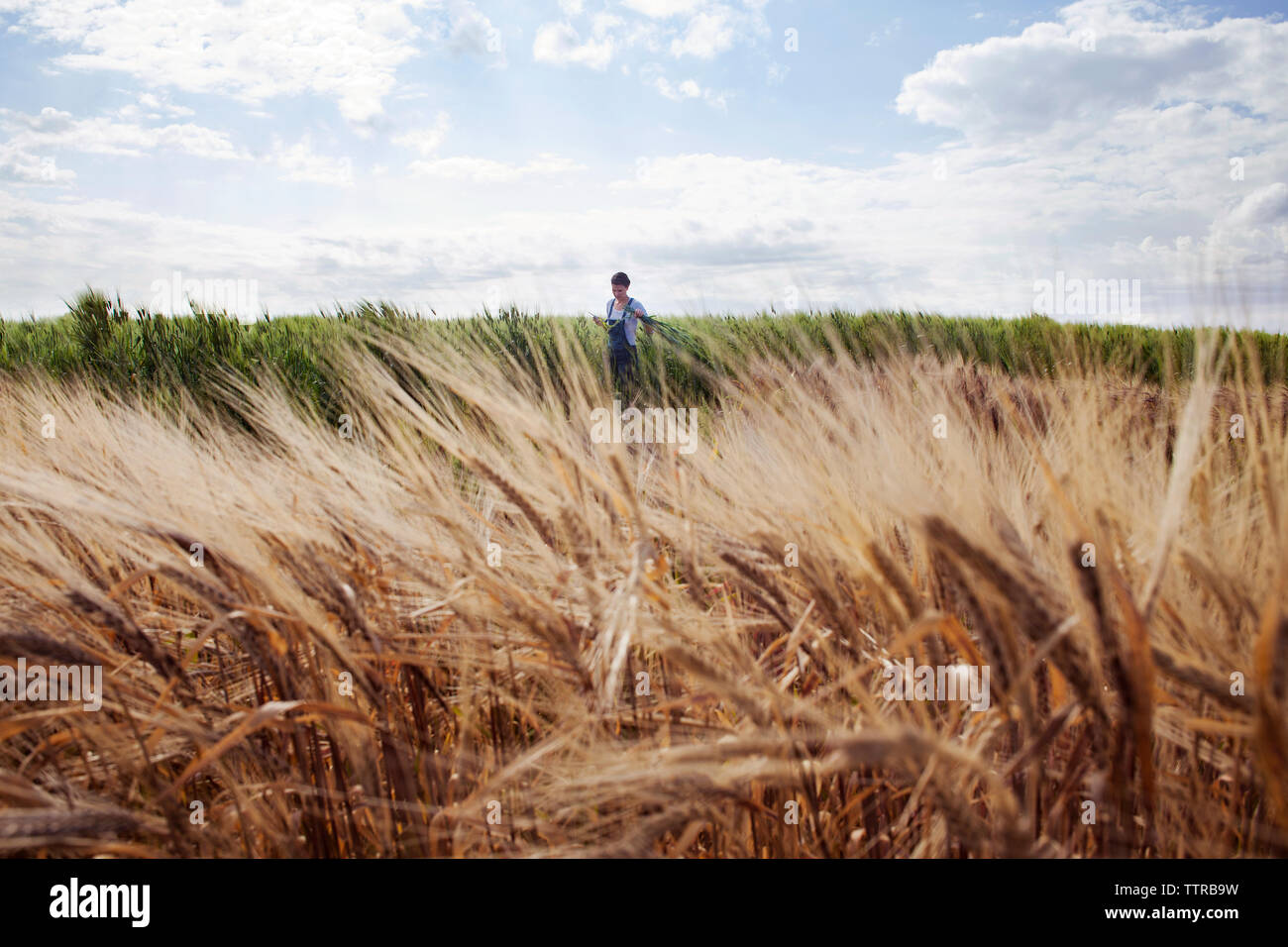 Farmer wheat field usa hi-res stock photography and images - Alamy