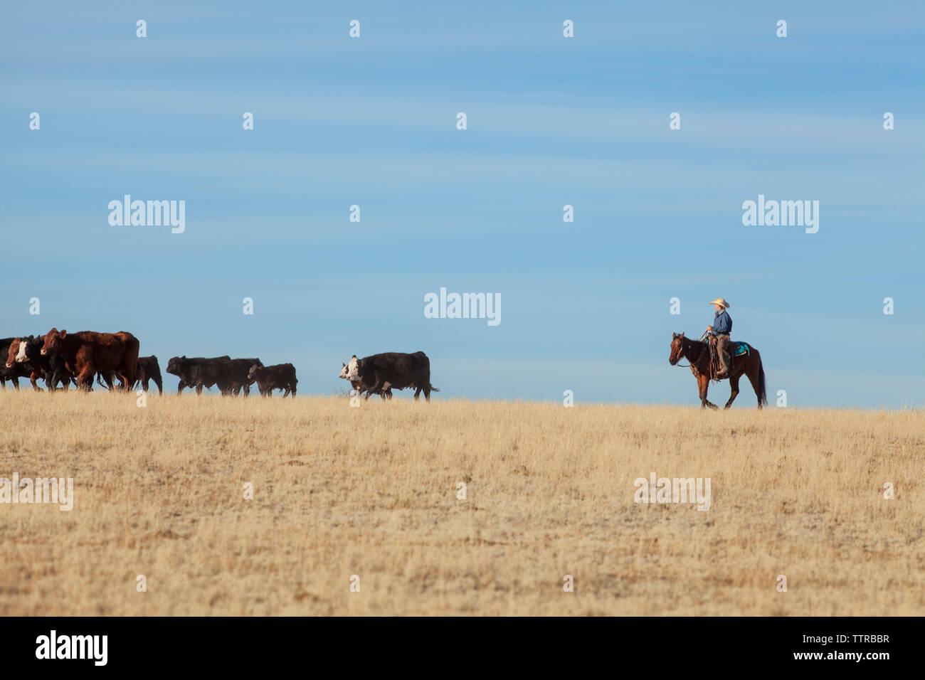 Teenage cowboy herding cattle while riding hose on field against blue sky Stock Photo