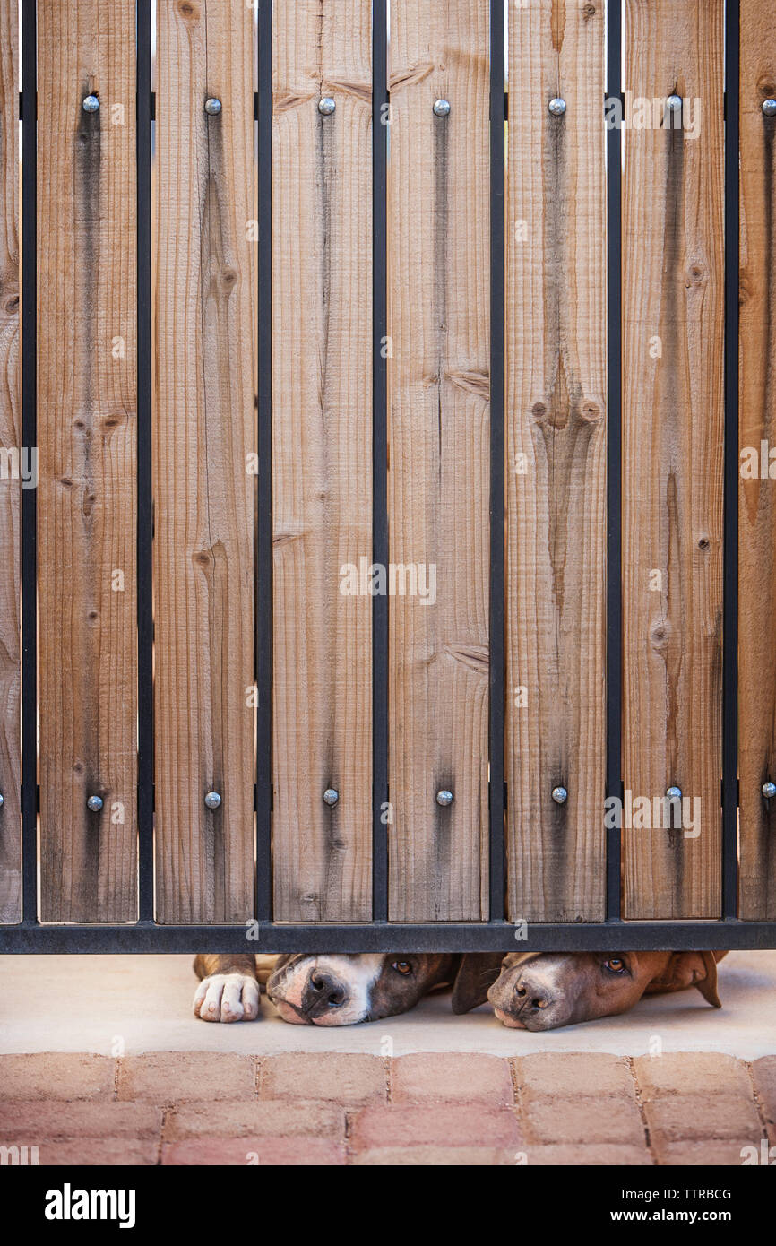 Dogs peeking under wooden fence Stock Photo Alamy