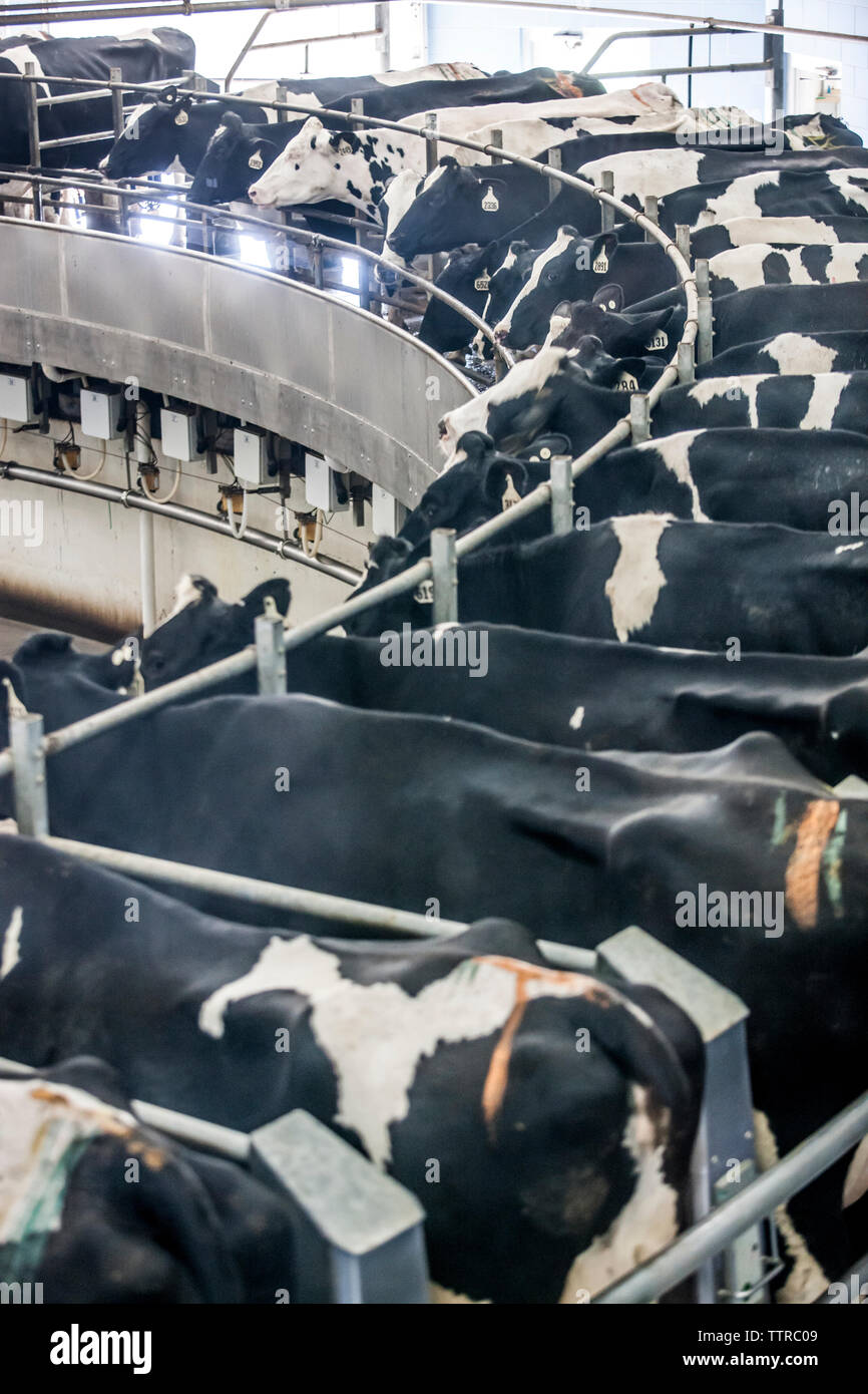 Domestic cattle holstein cows dairy hi-res stock photography and images ...
