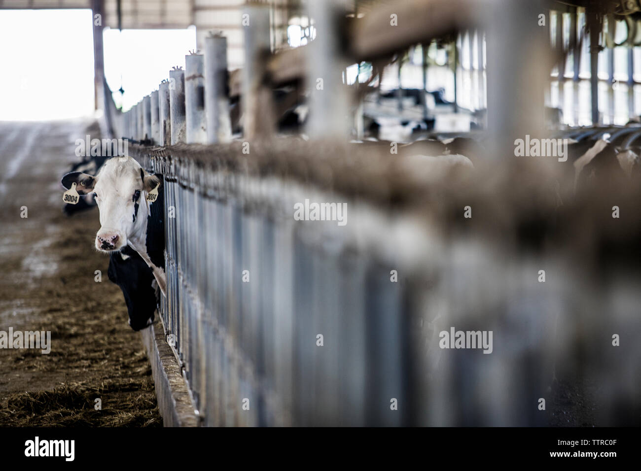 Cow grazing in dairy farm Stock Photo