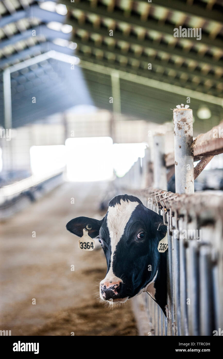 Portrait of cow in dairy farm Stock Photo - Alamy