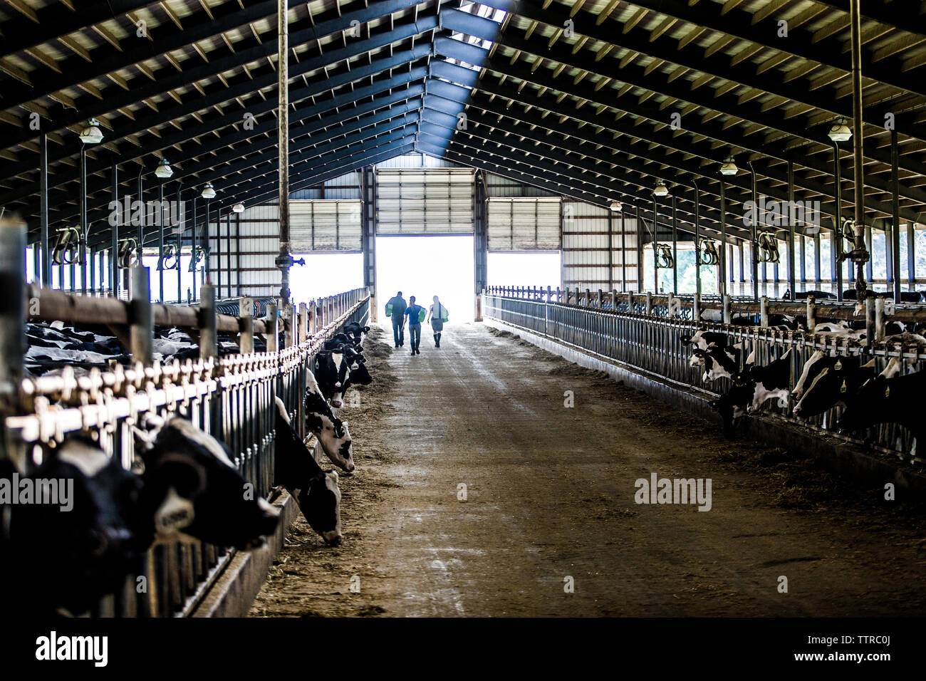 Cows grazing in dairy farm Stock Photo - Alamy