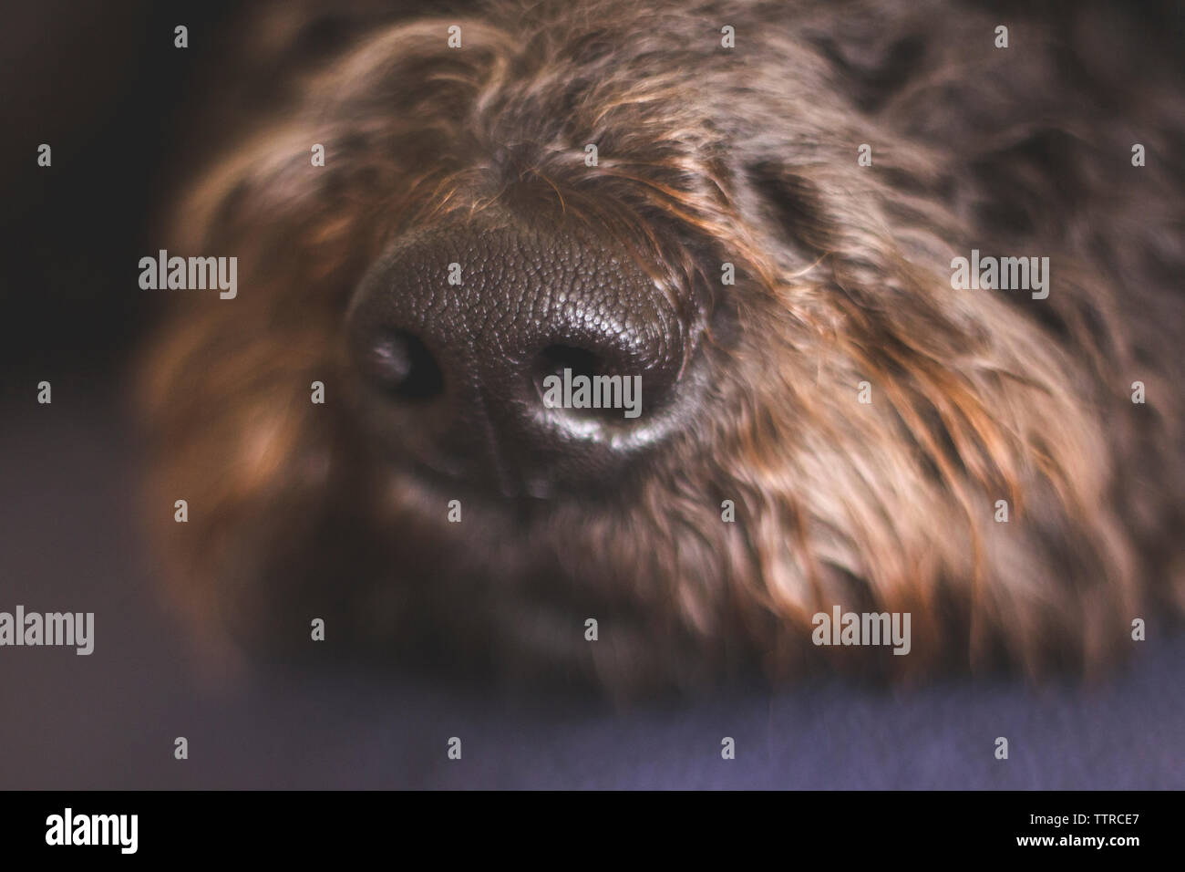 Close-up of dog relaxing on carpet Stock Photo