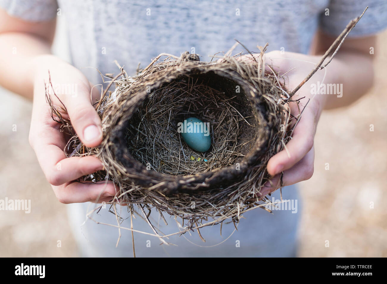 Midsection of boy holding blue egg in bird's nest Stock Photo