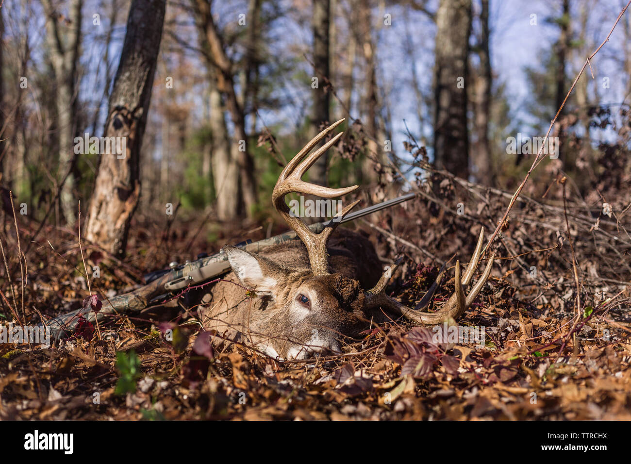Dead deer with rifle on field Stock Photo Alamy