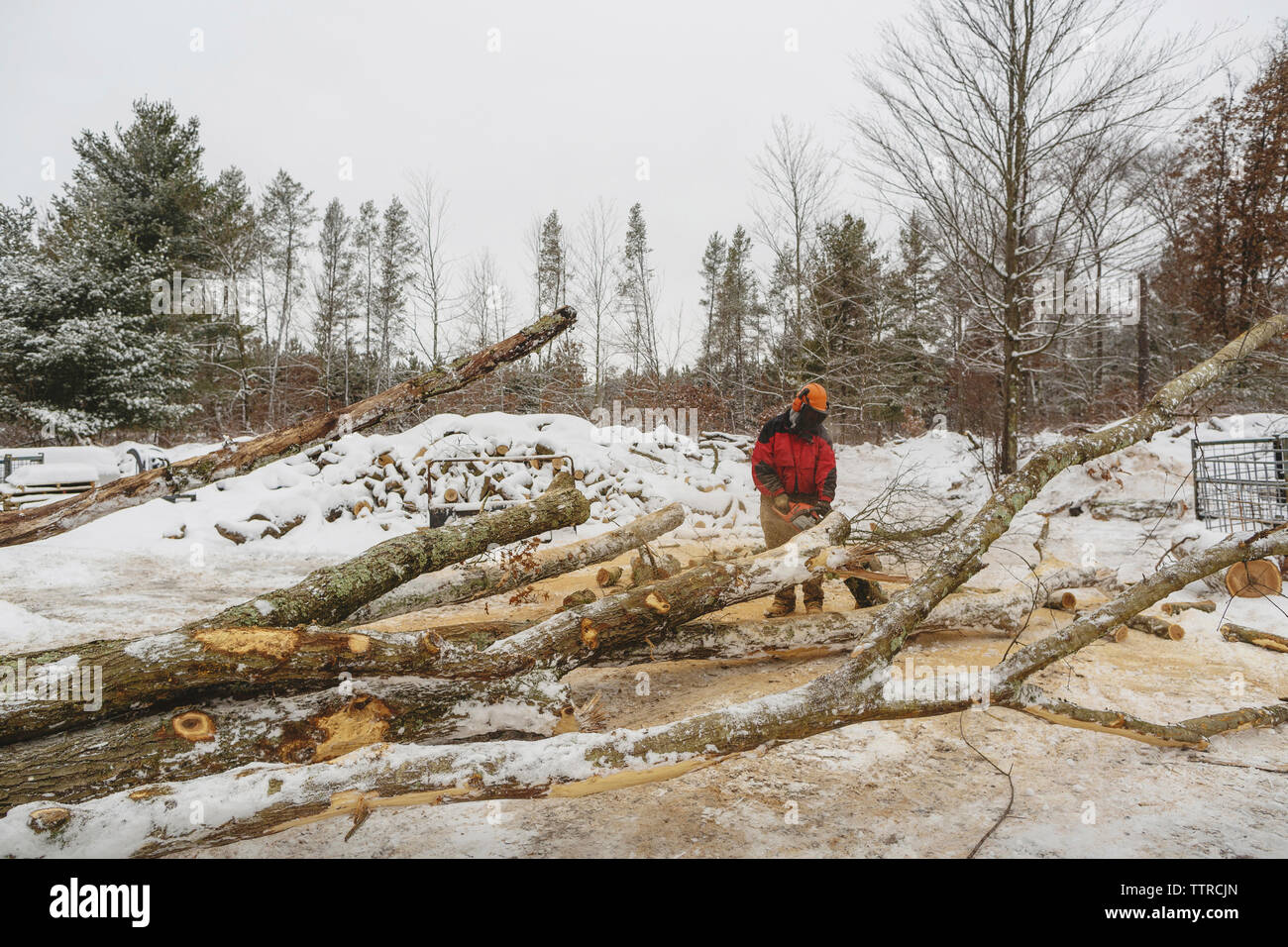 Lumberjack cutting logs in forest during winter Stock Photo