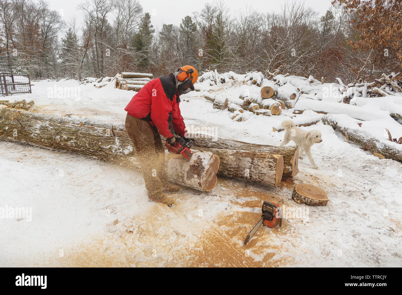 Lumberjack cutting logs while standing by poodle in forest during winter Stock Photo