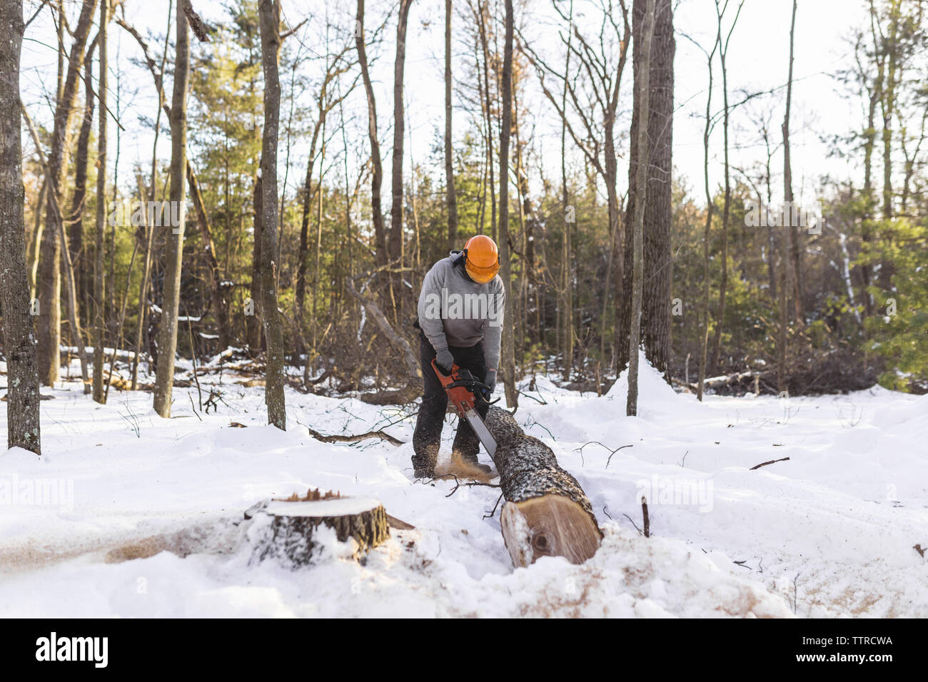 Lumberjack cutting tree hires stock photography and images Alamy