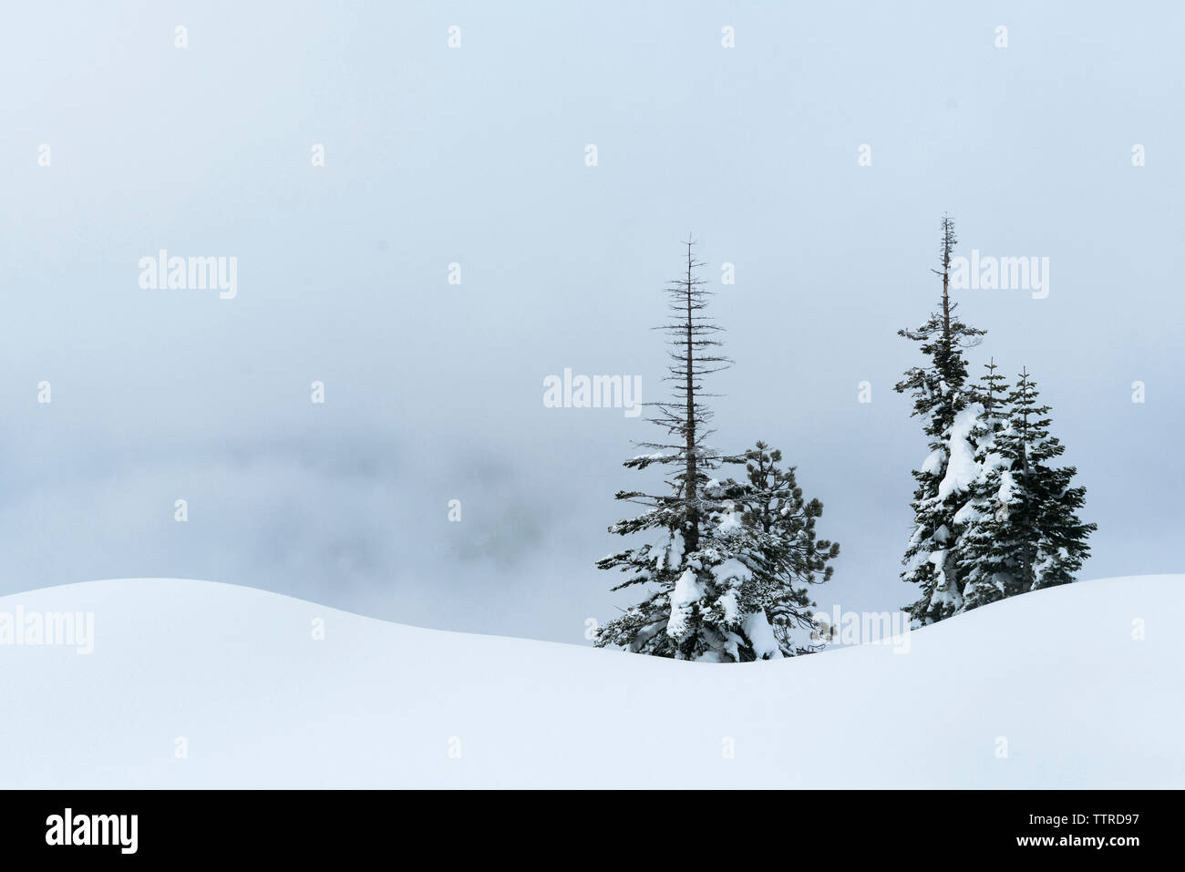Trees on snow covered field against cloudy sky at Yosemite National ...