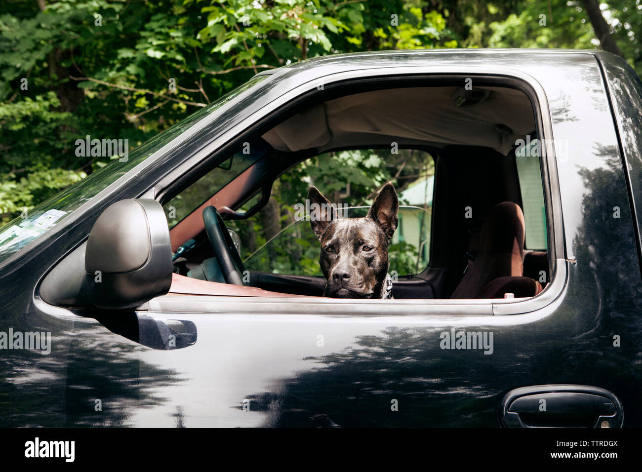 Close-up of dog in pick-up truck seen though window Stock Photo