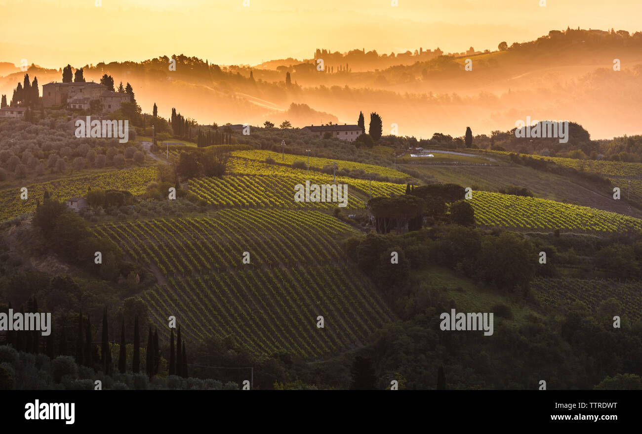 Tuscany vineyard field with a villa on the hill at sunrise Stock Photo ...