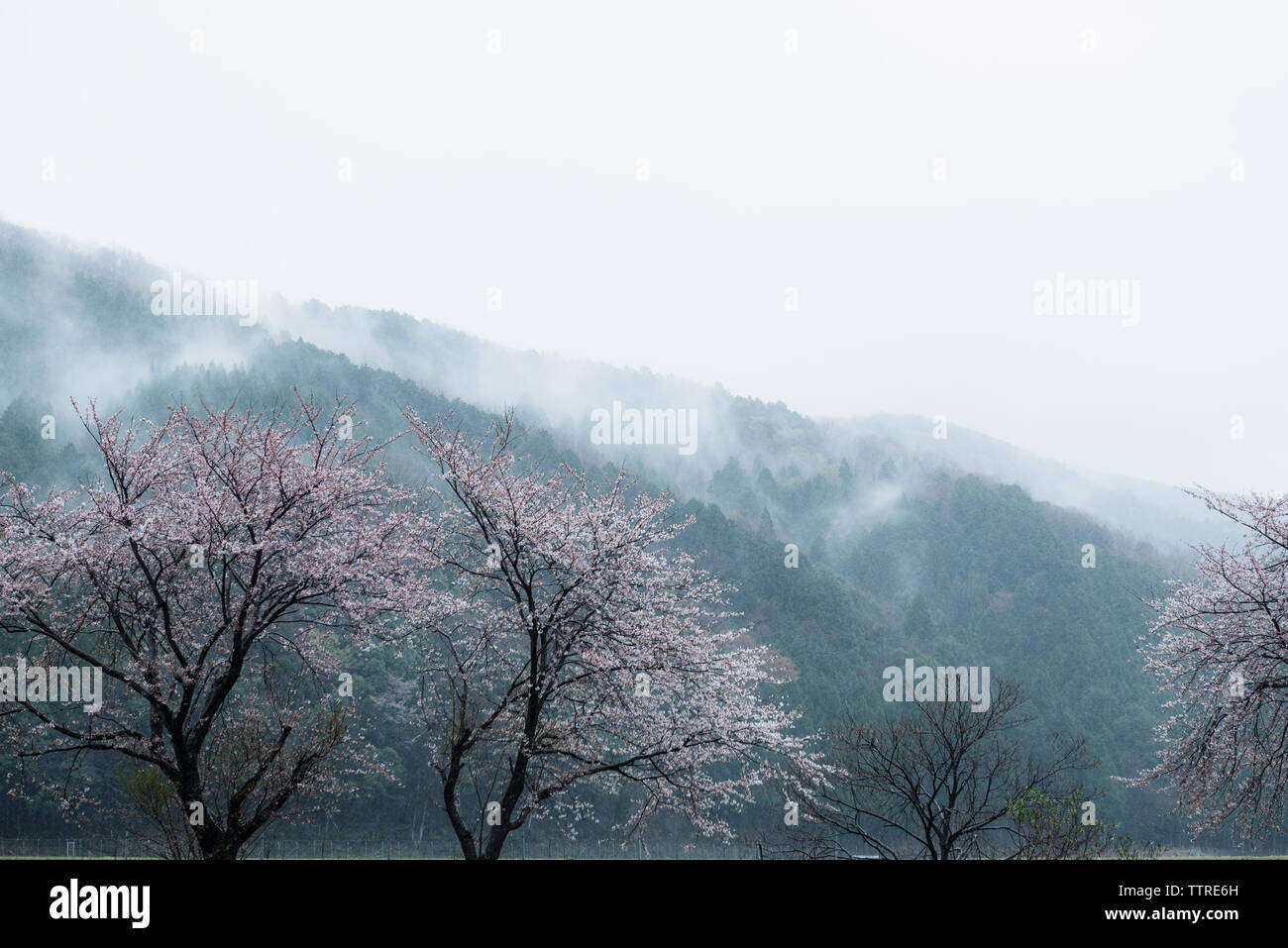 Scenic view of mountains and cherry blossoms during foggy weather Stock Photo
