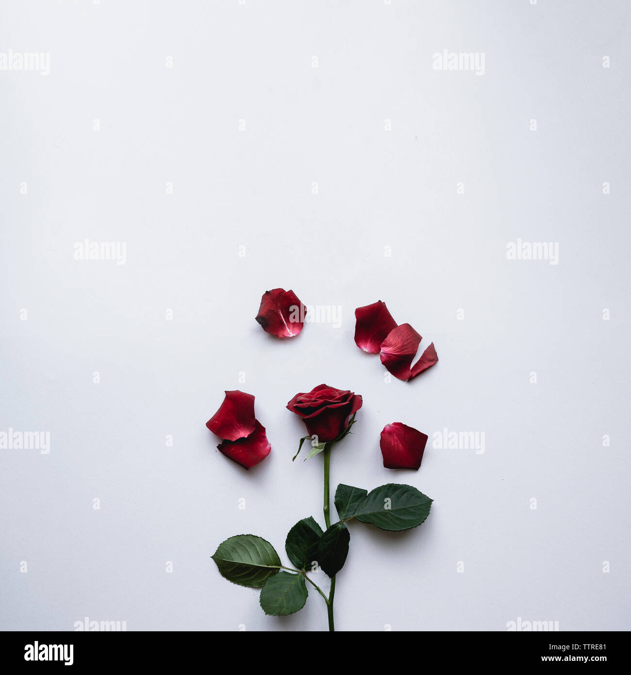 Red rose petals hi-res stock photography and images - Alamy