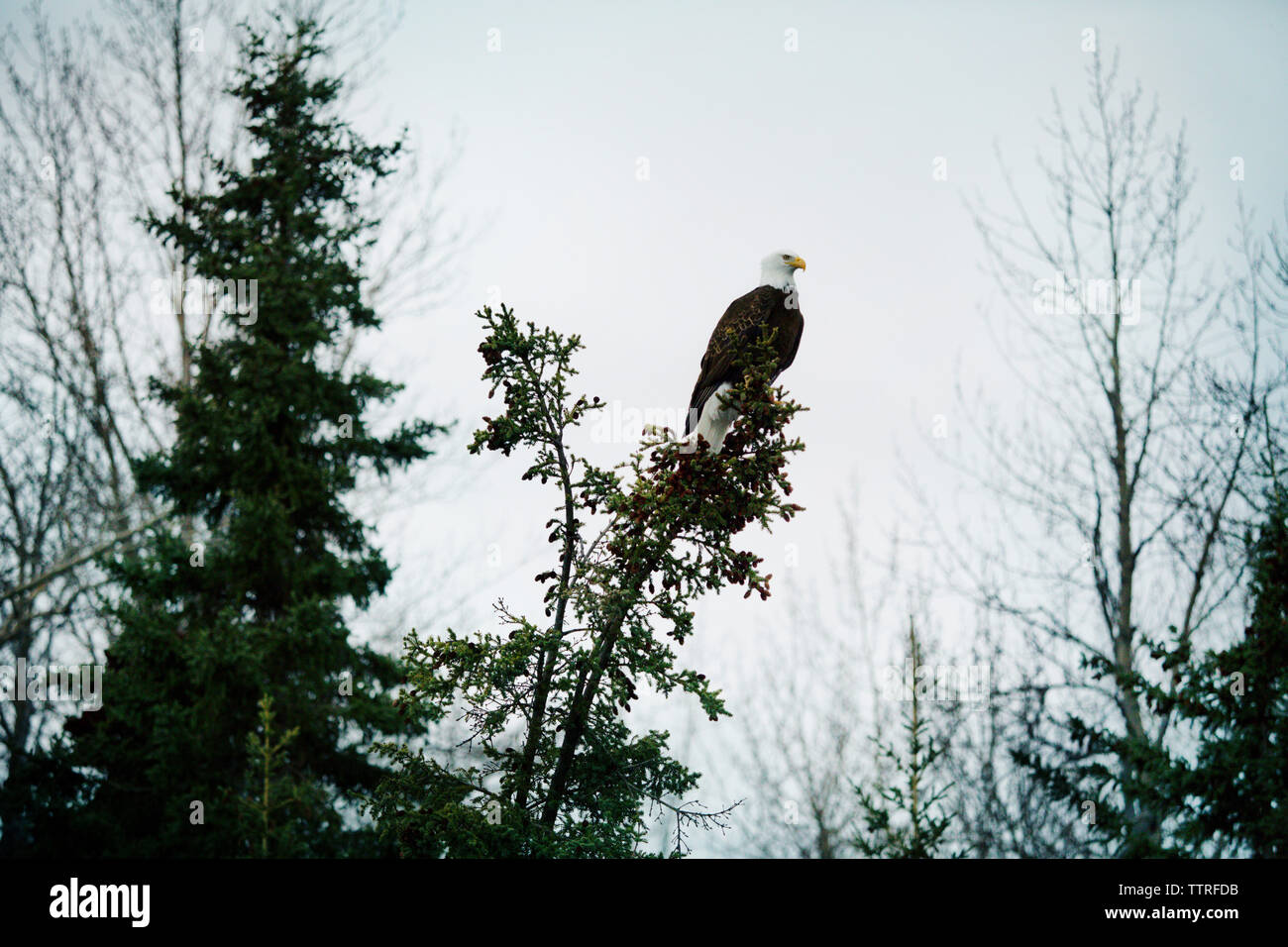 Bald eagle sitting on tree during foggy weather Stock Photo Alamy