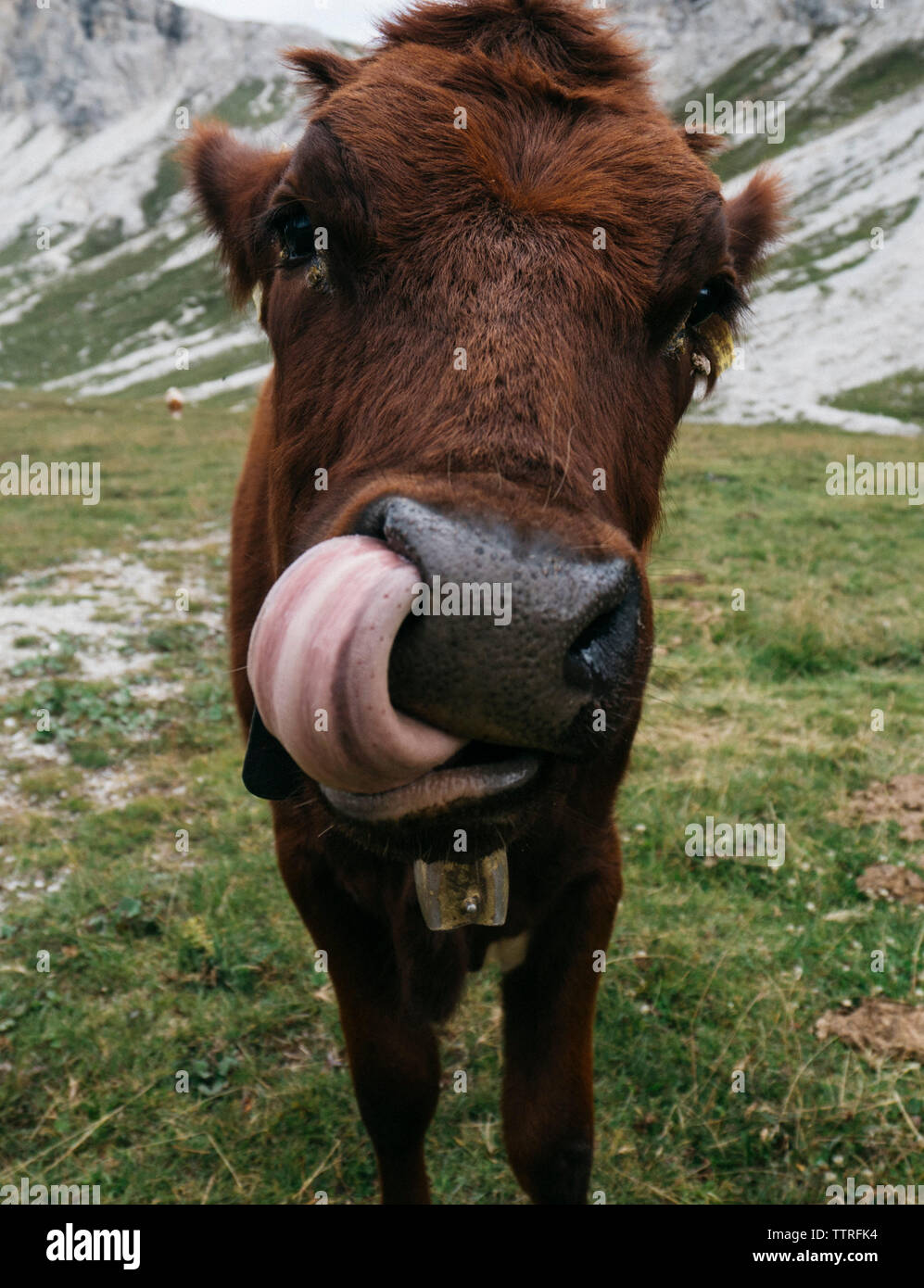 Portrait of cow sticking out tongue while standing on grassy field Stock Photo