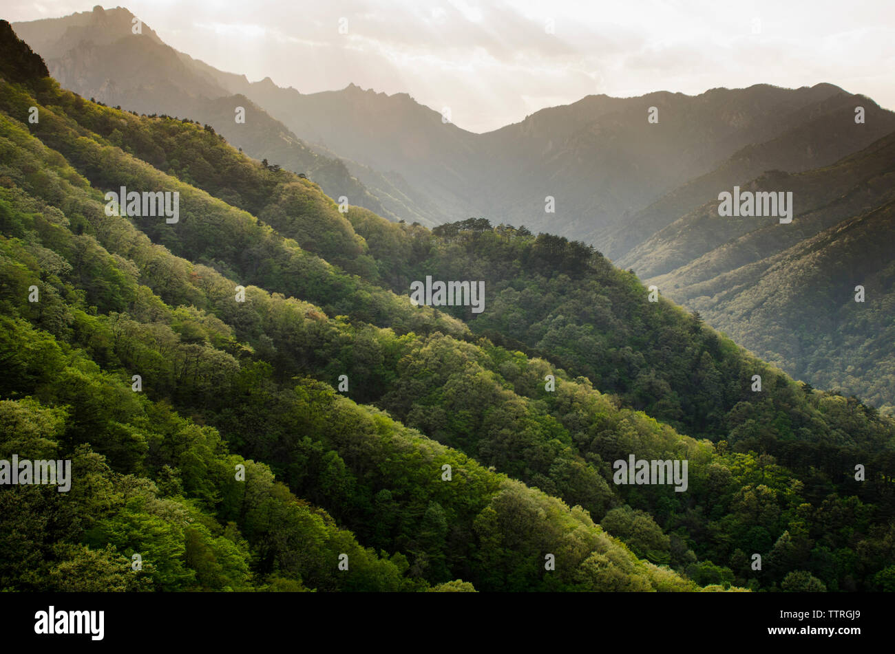 Scenic trees environment hi-res stock photography and images - Alamy