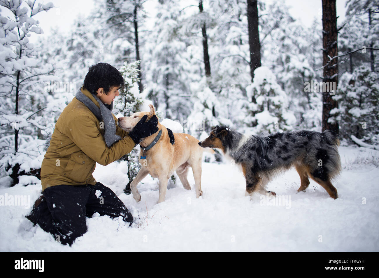 Teenager playing with dogs against trees on snow covered field Stock Photo