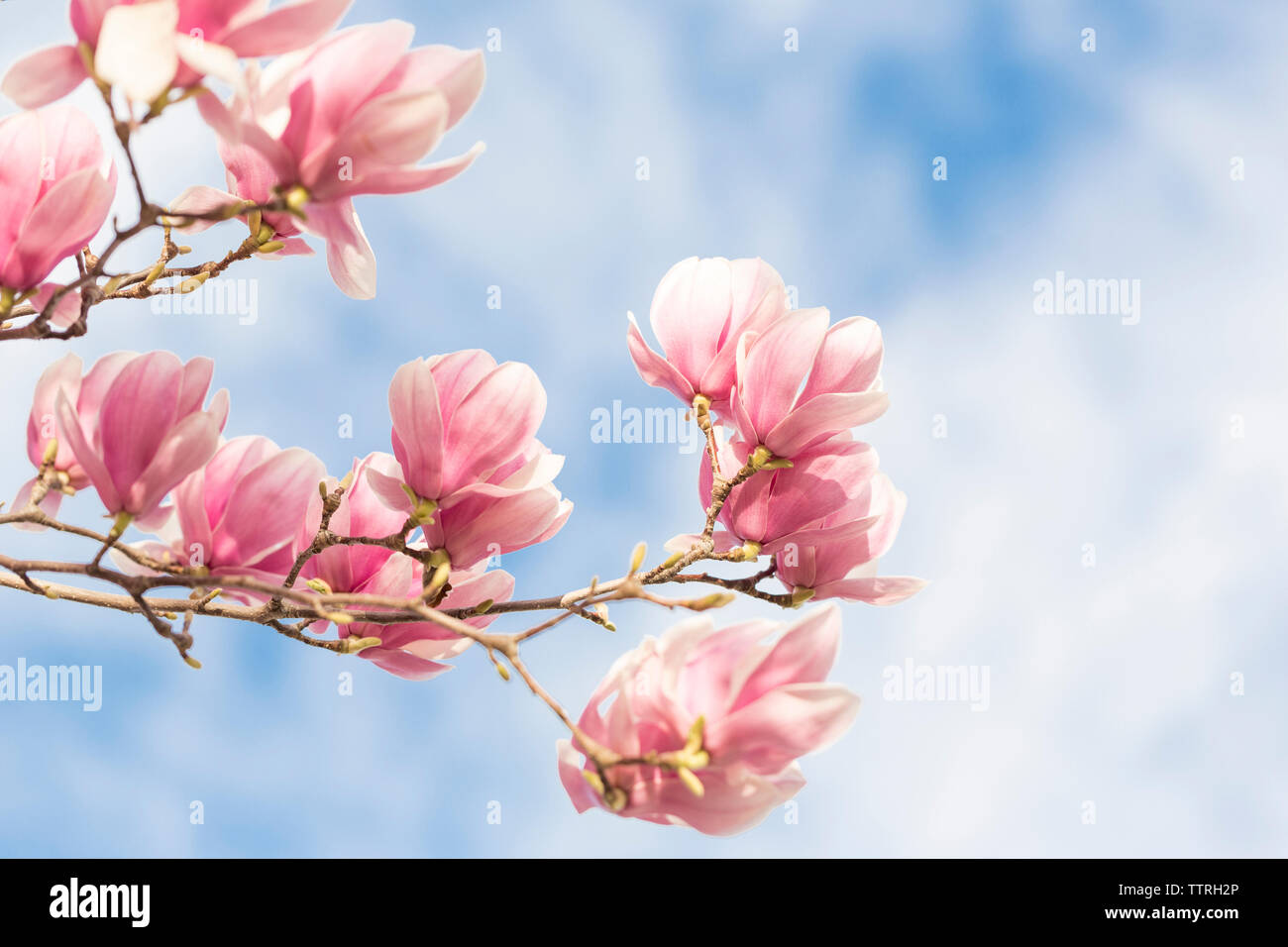 Pink tulip tree hi-res stock photography and images - Alamy