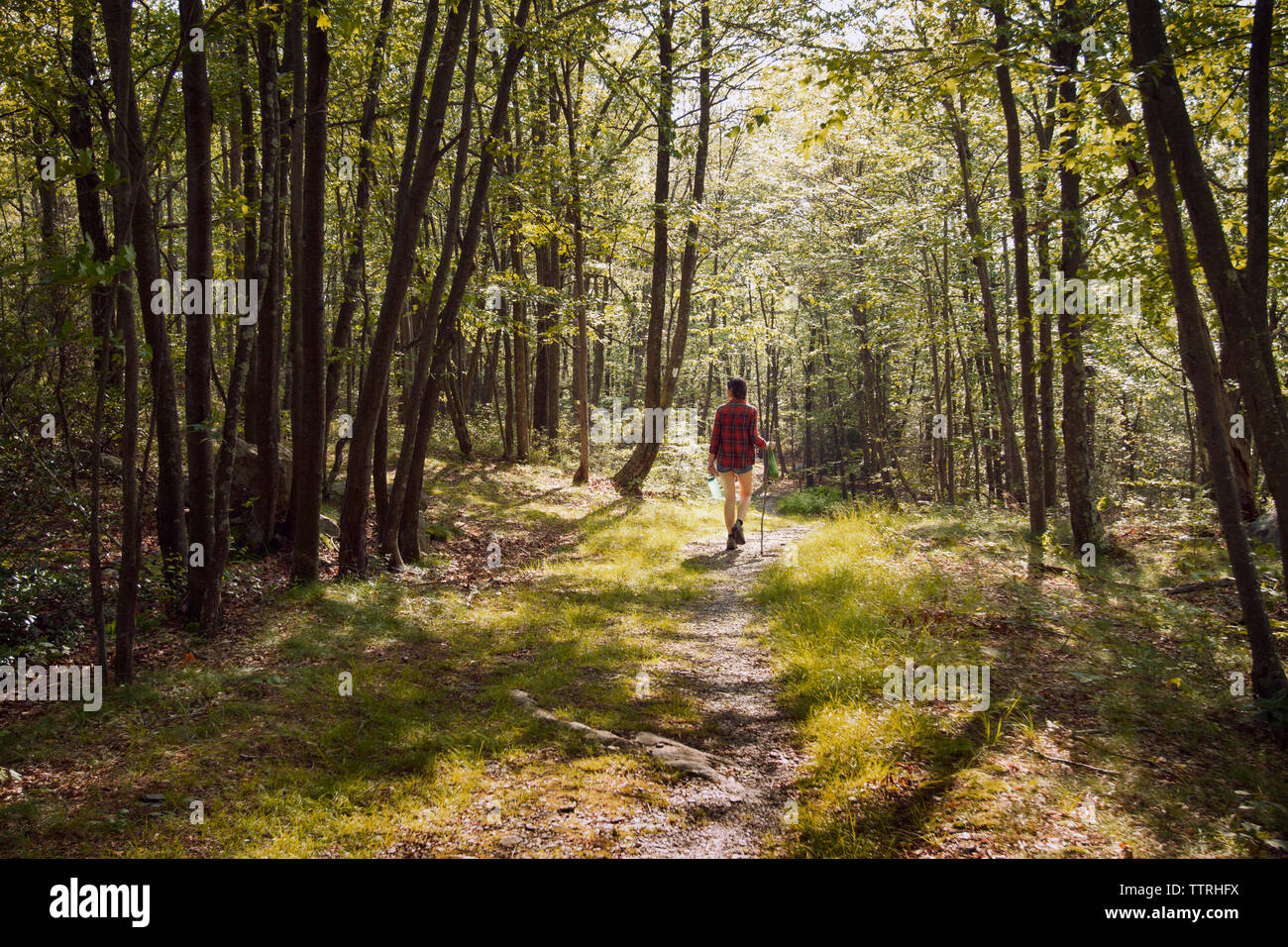 Rear view of woman walking on pathway amidst trees in forest Stock ...