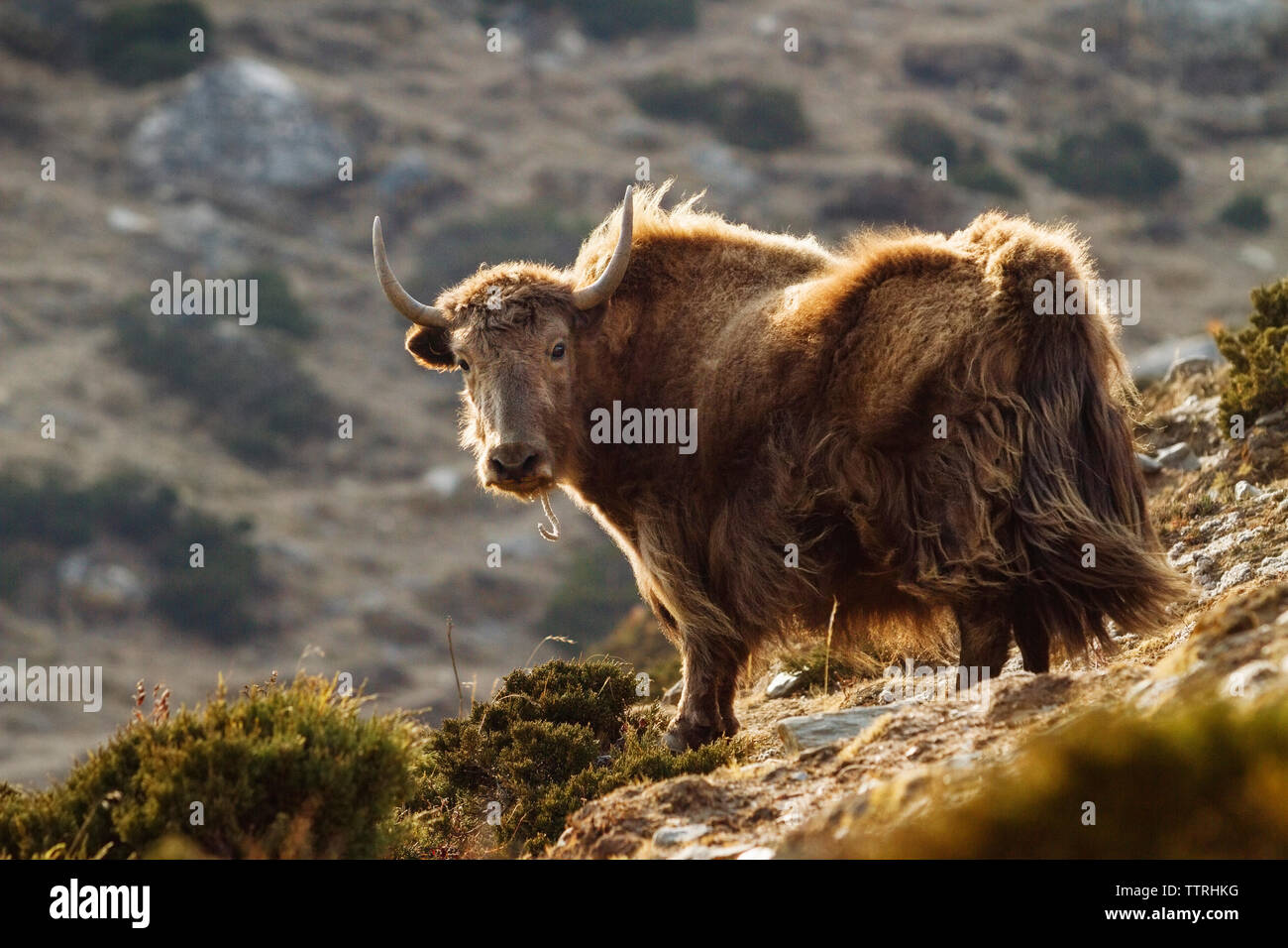 Portrait of yak standing on mountain Stock Photo