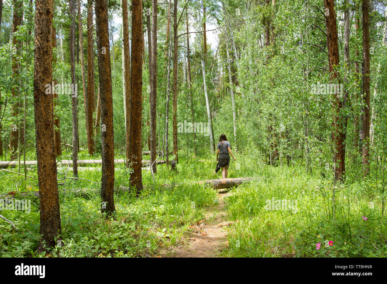 Frisco woods hi-res stock photography and images - Alamy