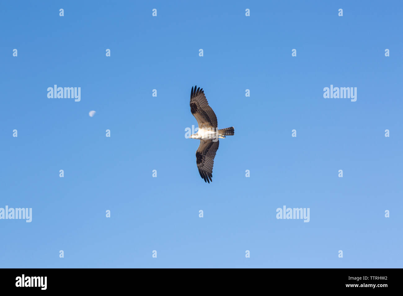 Low angle view of bird flying against clear blue sky during sunny day Stock Photo