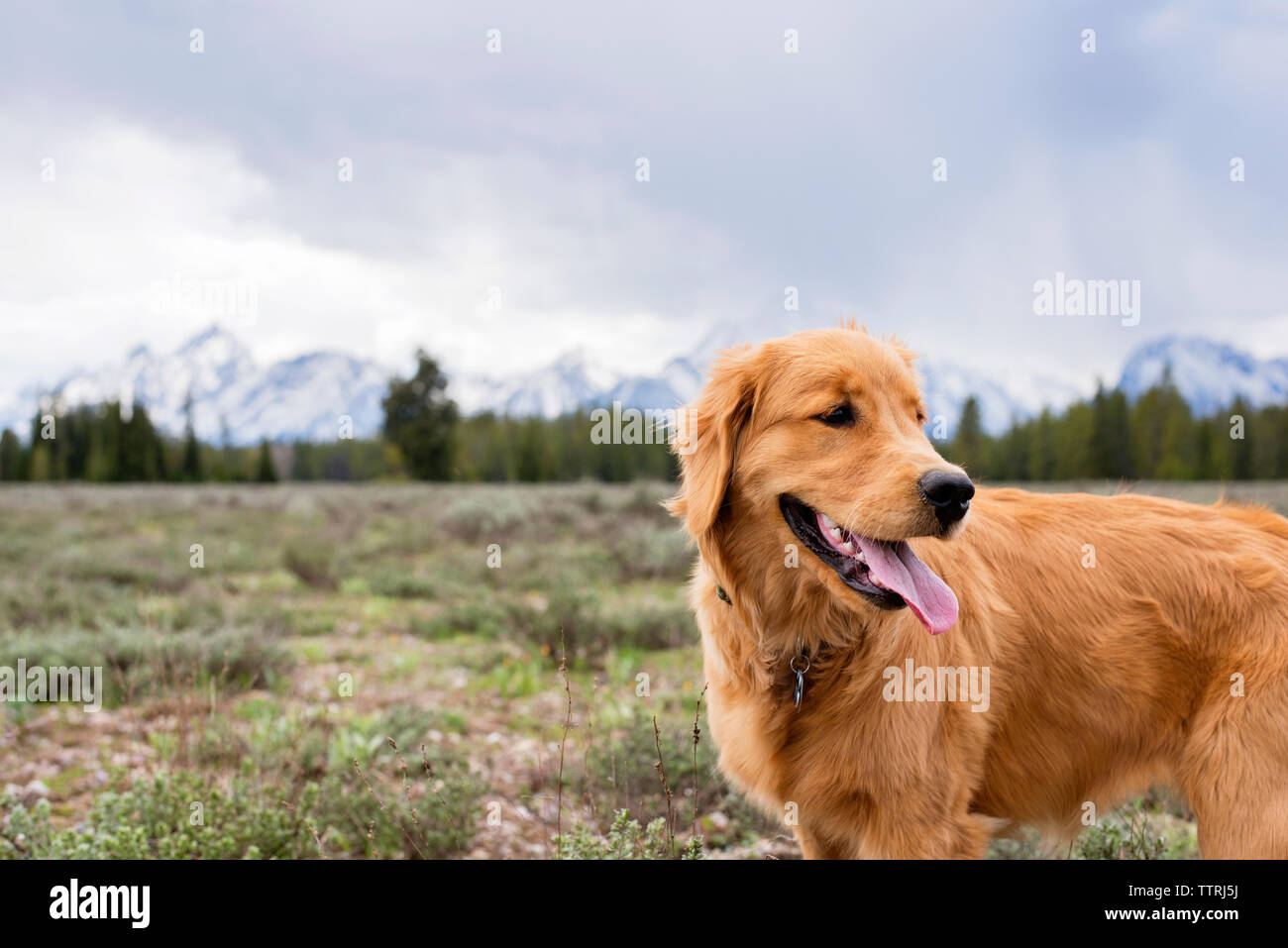 Dog sticking out tongue while standing on field during winter Stock Photo