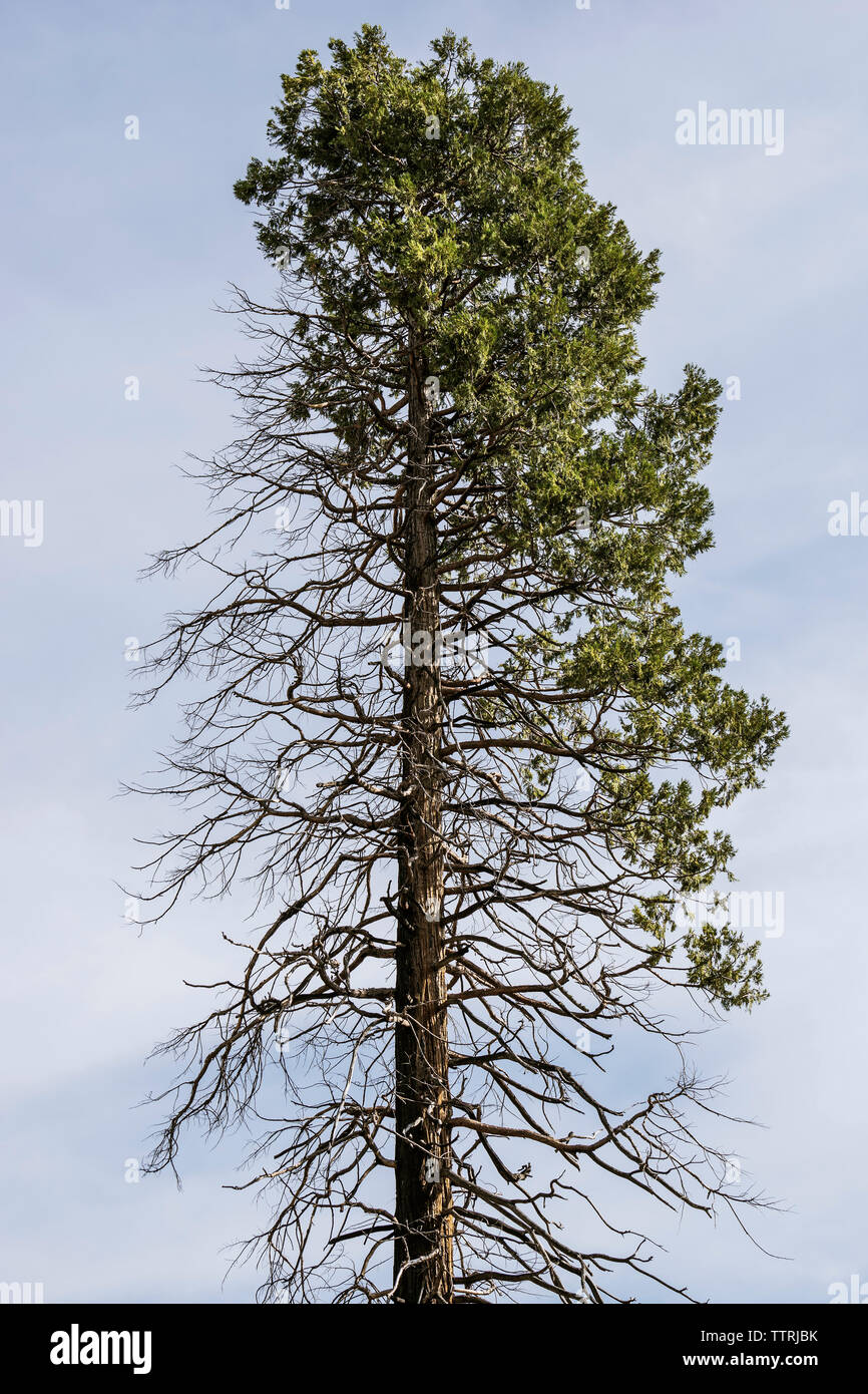 Tree low angle view hi-res stock photography and images - Alamy