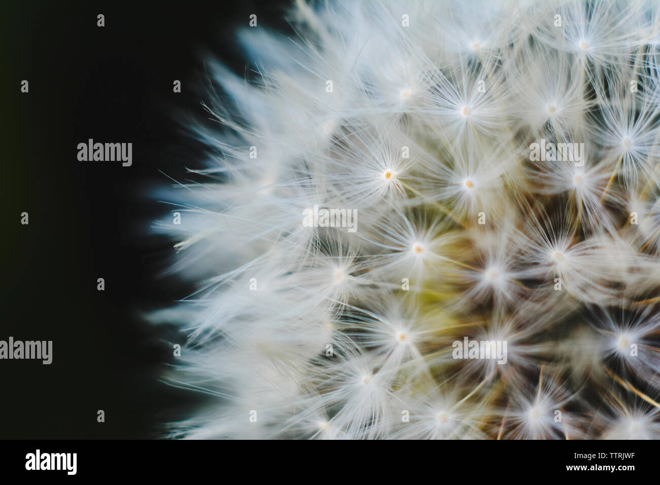 Close-up of dandelion seed against black background Stock Photo
