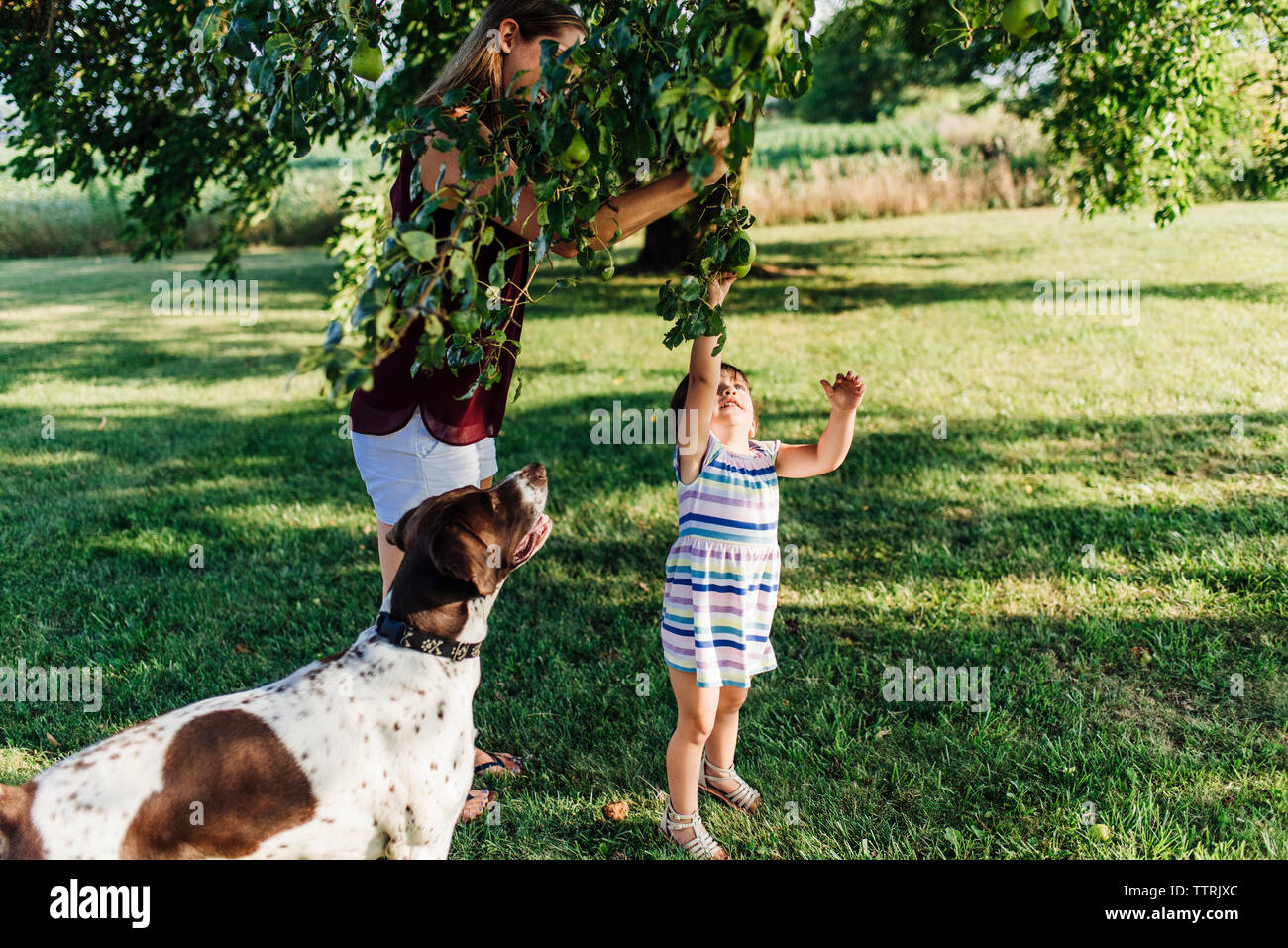 Mother assisting daughter in picking apples from tree while standing on grassy field Stock Photo