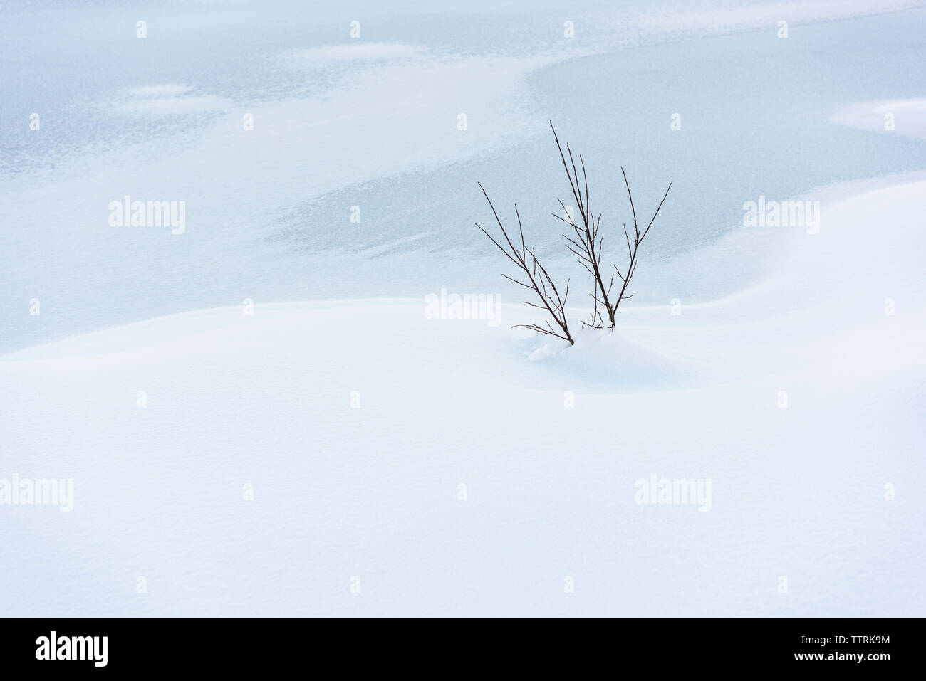 Snow on the mountain plant hi-res stock photography and images - Alamy