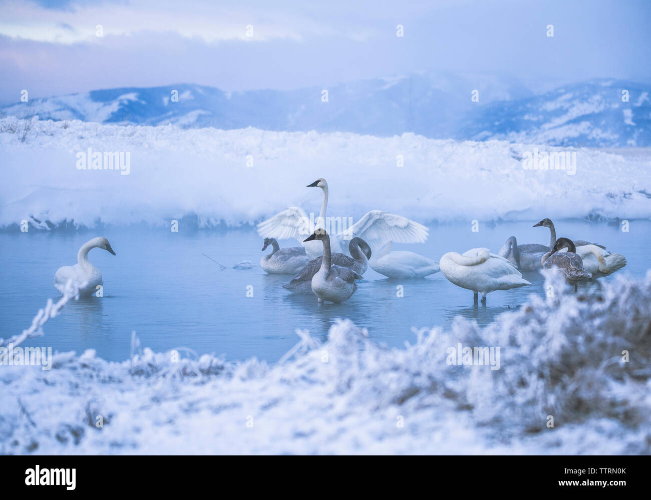 Swans in lake during winter Stock Photo