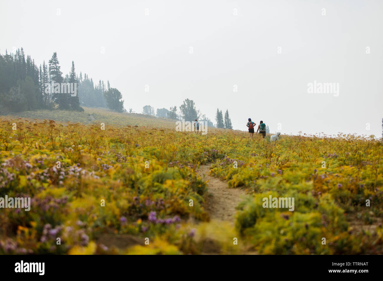 Rear view hikers dog hi-res stock photography and images - Alamy