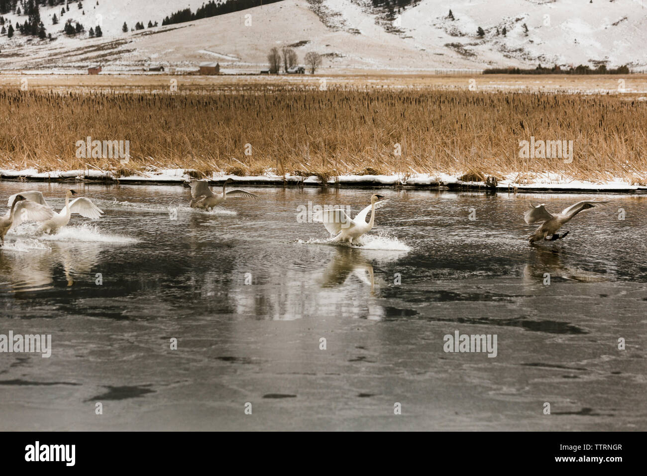 swans in lake during winter Stock Photo