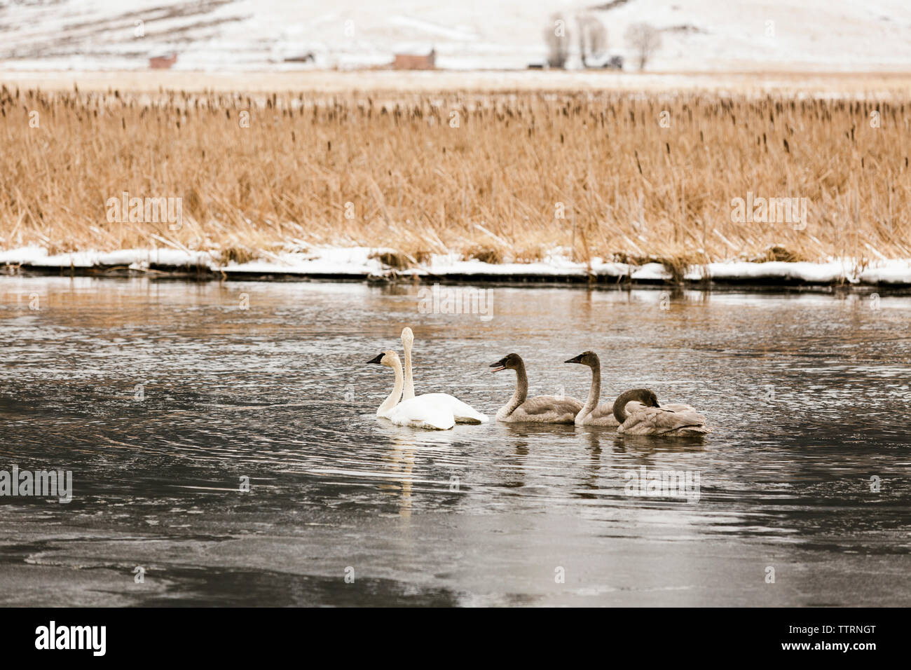 Swans swimming in lake during winter Stock Photo