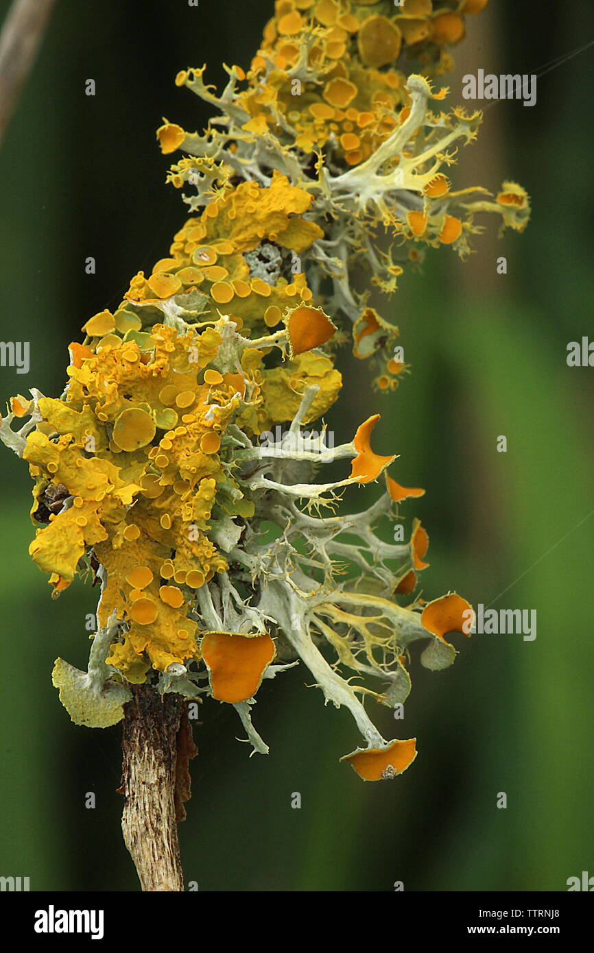 Yellow tree lichen Stock Photo Alamy