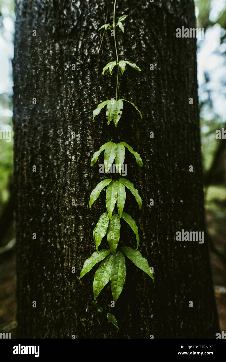 Creeper plant hires stock photography and images Alamy
