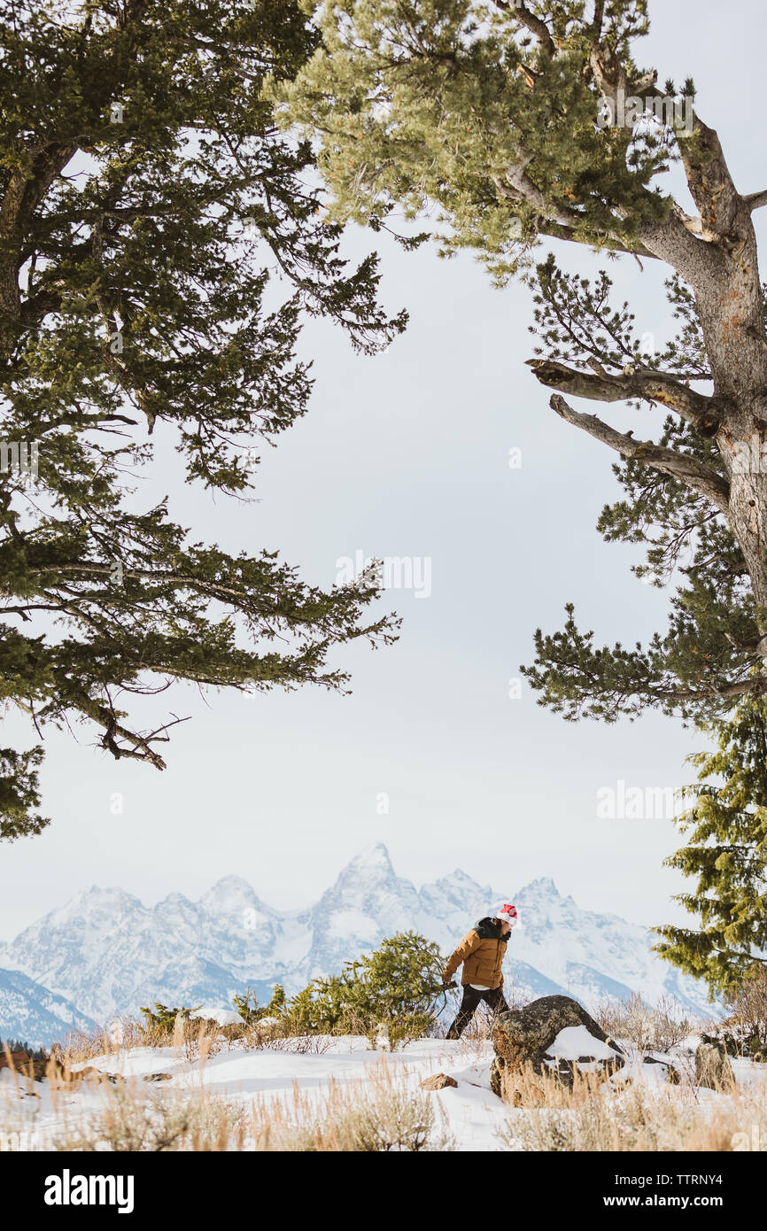 Walking with christmas tree in the tetons Stock Photo