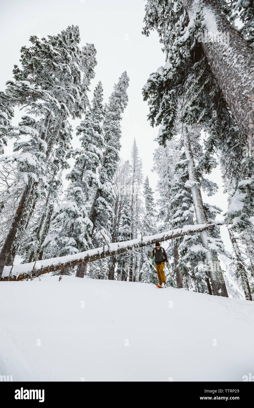 Snowy pine trees hi-res stock photography and images - Alamy