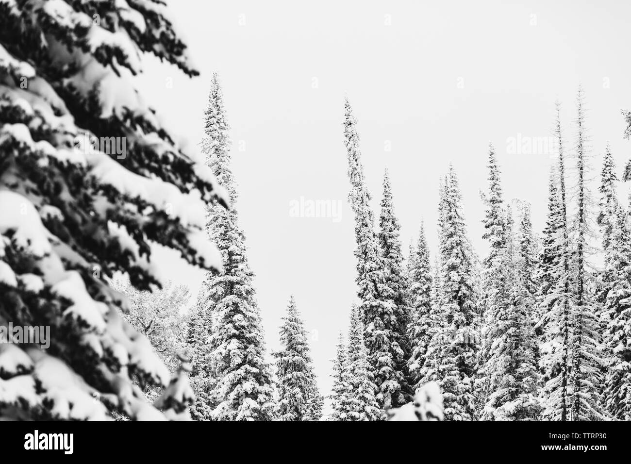 black and white of snowy tall skinny pine trees in the winter forest
