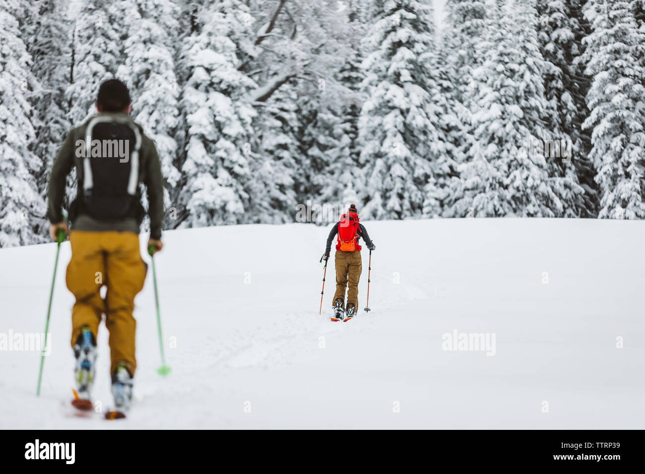 couple of skiers make their way across snowy field with pine trees Stock Photo
