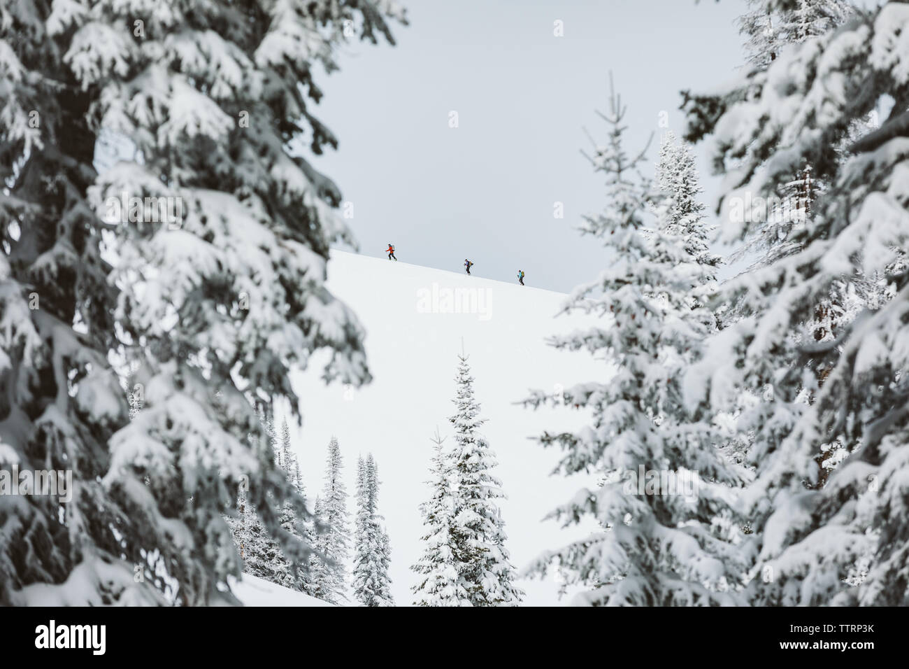Three snowy pine trees hi-res stock photography and images - Alamy