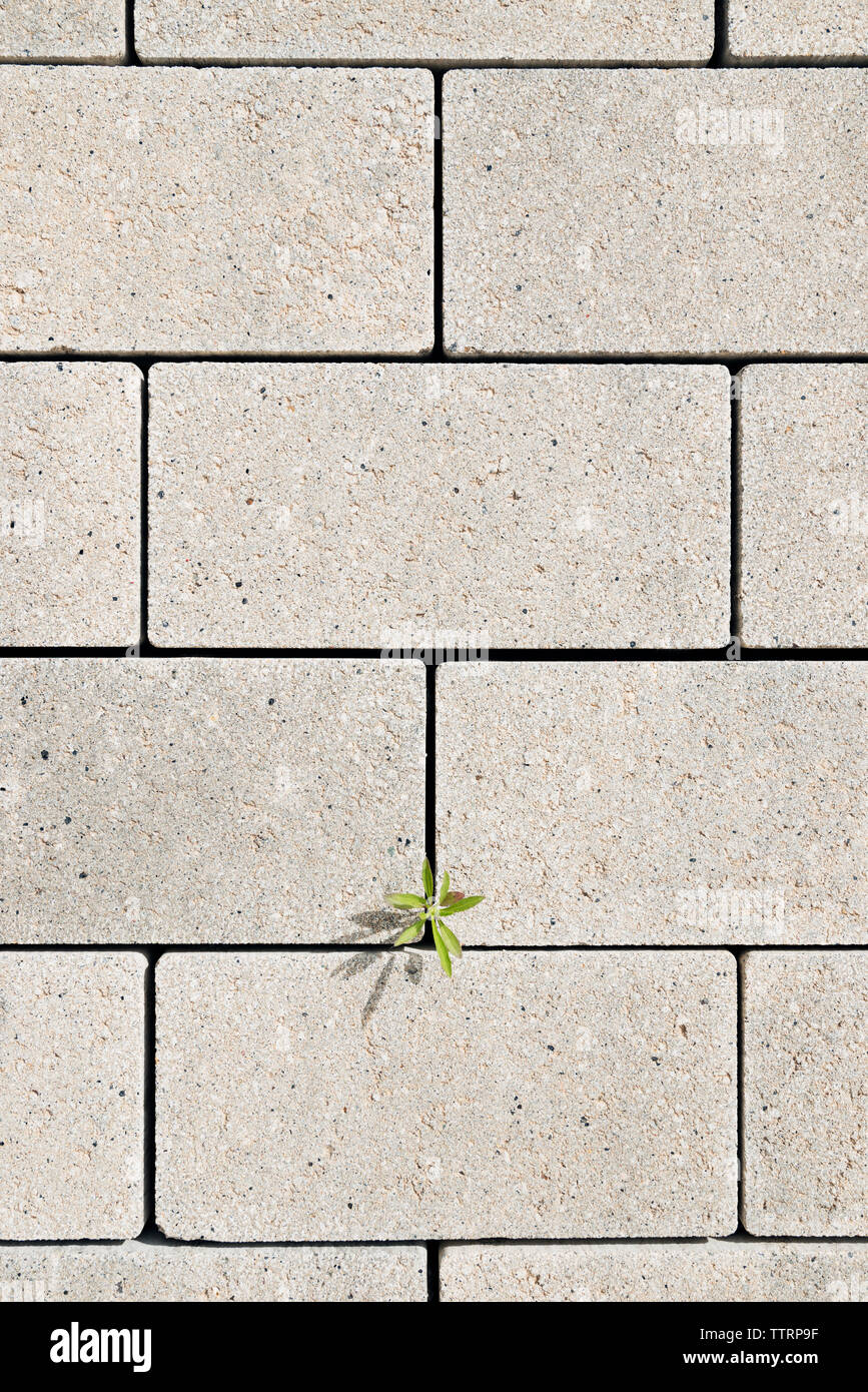 Overhead view of plant growing on concrete footpath Stock Photo Alamy