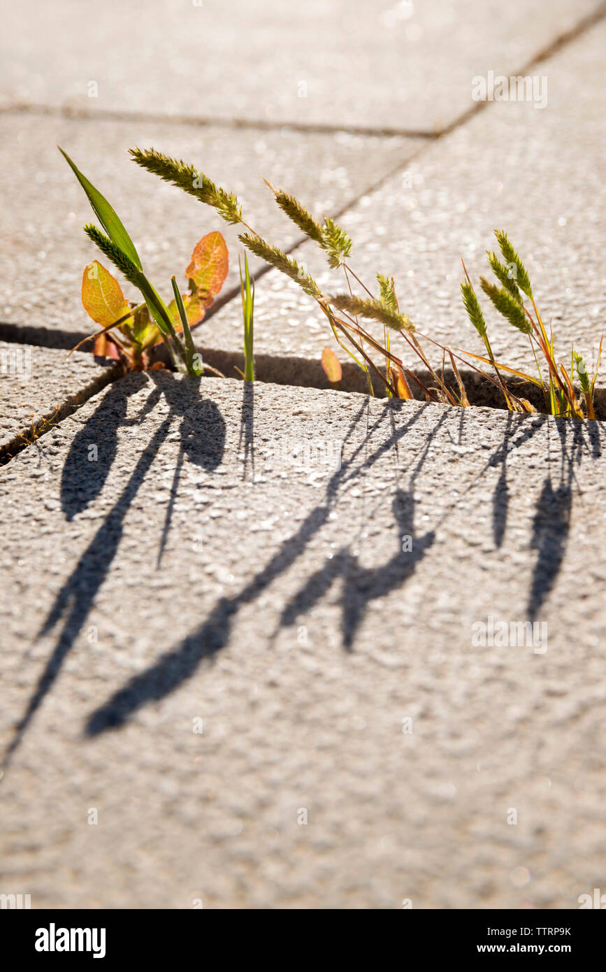 Plants growing up concrete hi-res stock photography and images - Alamy