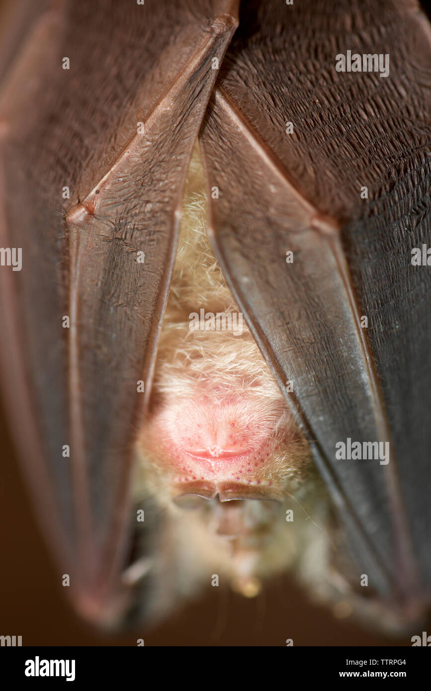 Close-up of bat sleeping in cave Stock Photo